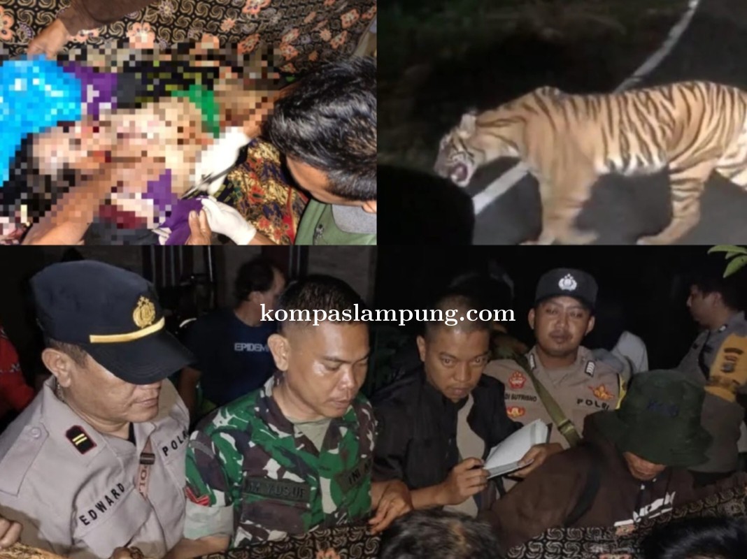 Ngeri !! Harimau Sumatra Kembali Terkam Warga Hingga Tewas