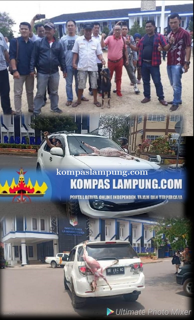 Bupati Di OTT KPK, Masyarakat Lampura Potong Kambing Serta Arak-Arakan Mobil Di Halaman Pemkab