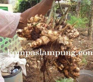 Kelangkaan Jahe Merah Desa Mukti Jaya Kabupaten Mesuji